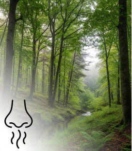 5L Kratki Forest
